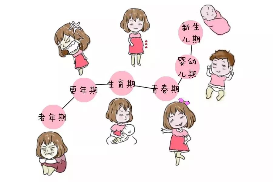 不同的阶段,有不同的生理特点,疾病过程以及健康问题.
