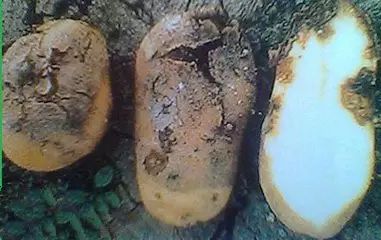 马铃薯根腐线虫 病
