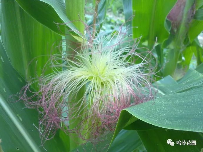 玉米的雄花和雌花图片图片