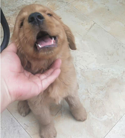 花50元买回来的金毛,被嘲笑是冒牌货,半年后嫉妒得不得了