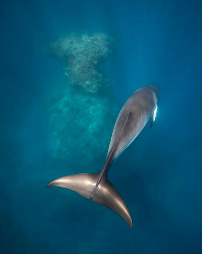 via ins丝带礁-小须鲸维多利亚州5-9月,11月至次年5月(蓝鲸)和鲸鱼的"