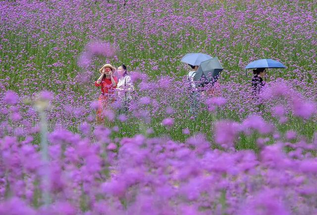 5月的中法农业科技园 成片的马鞭草已盛开 紫色的小花在阳光下