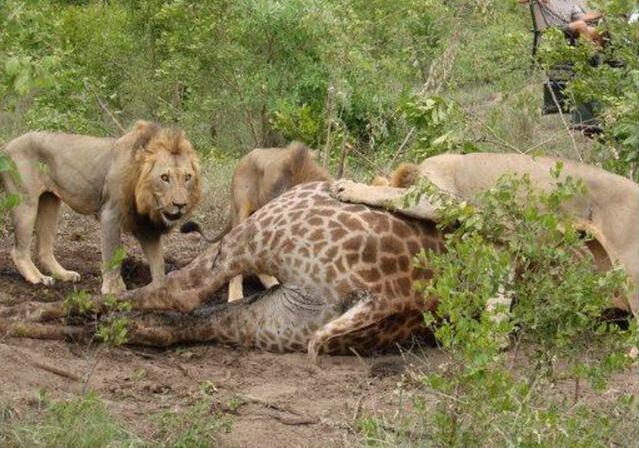 鬣狗正享用美味长颈鹿,发现前方前进的狮群撒腿跑