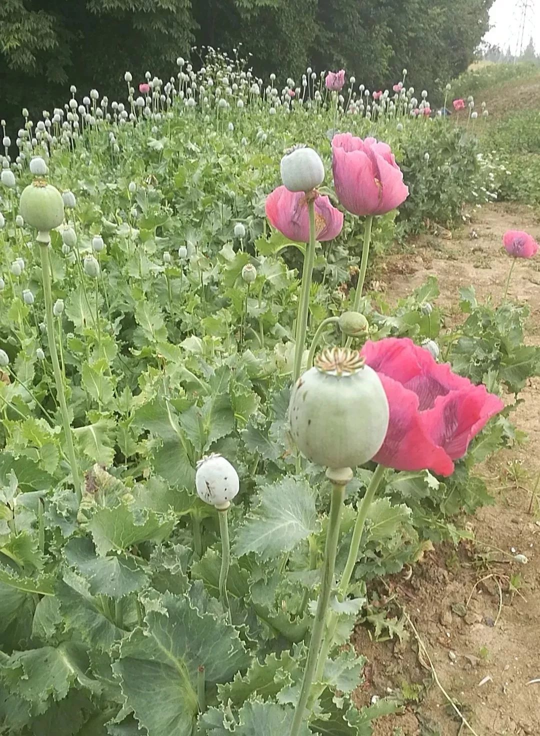 有人在西太湖附近种了一片花,花开后惊动了记者和警察_罂粟花