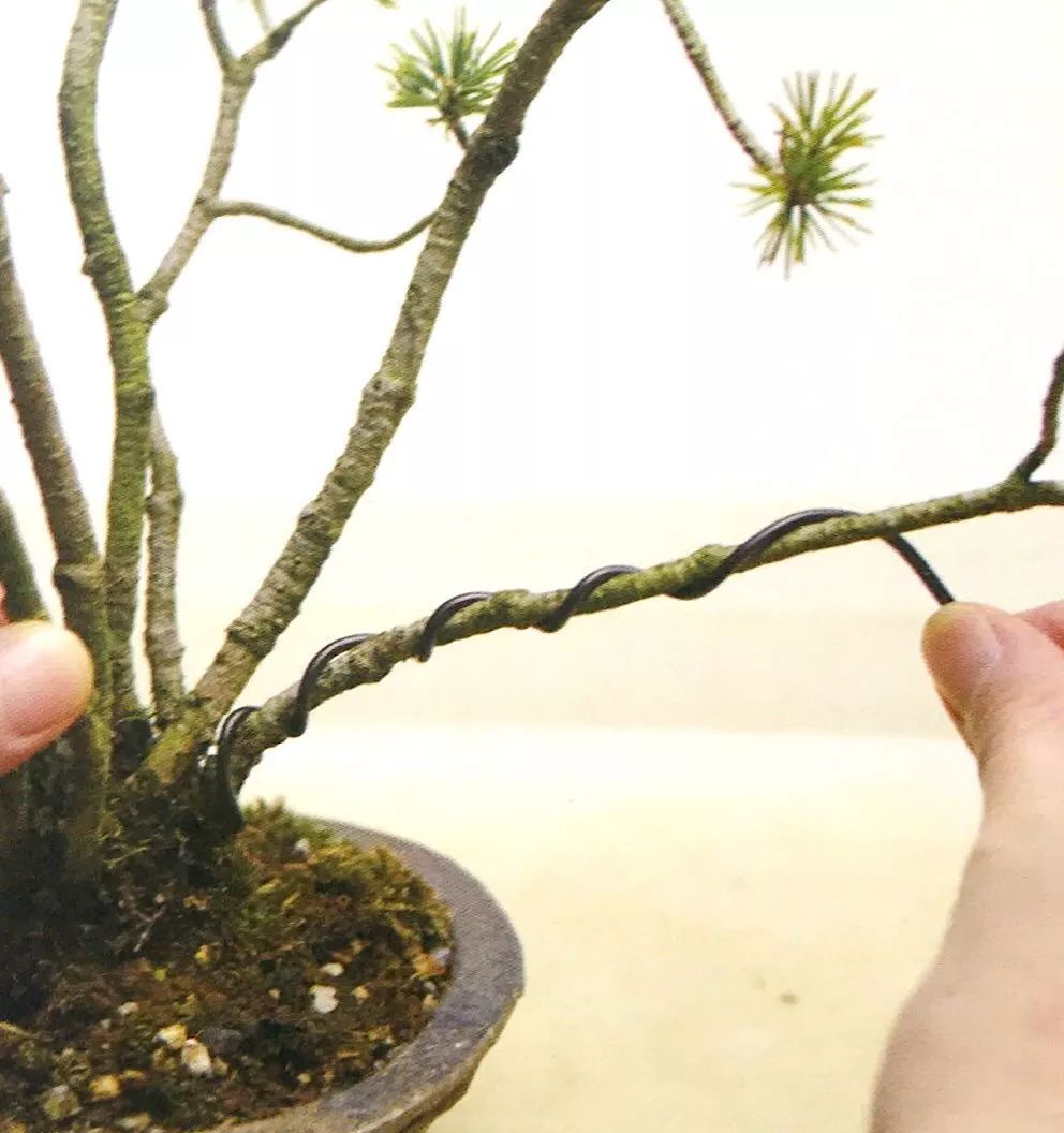 三分钟解决盆景制作呼声最高的问题:定型修剪与金属丝定型