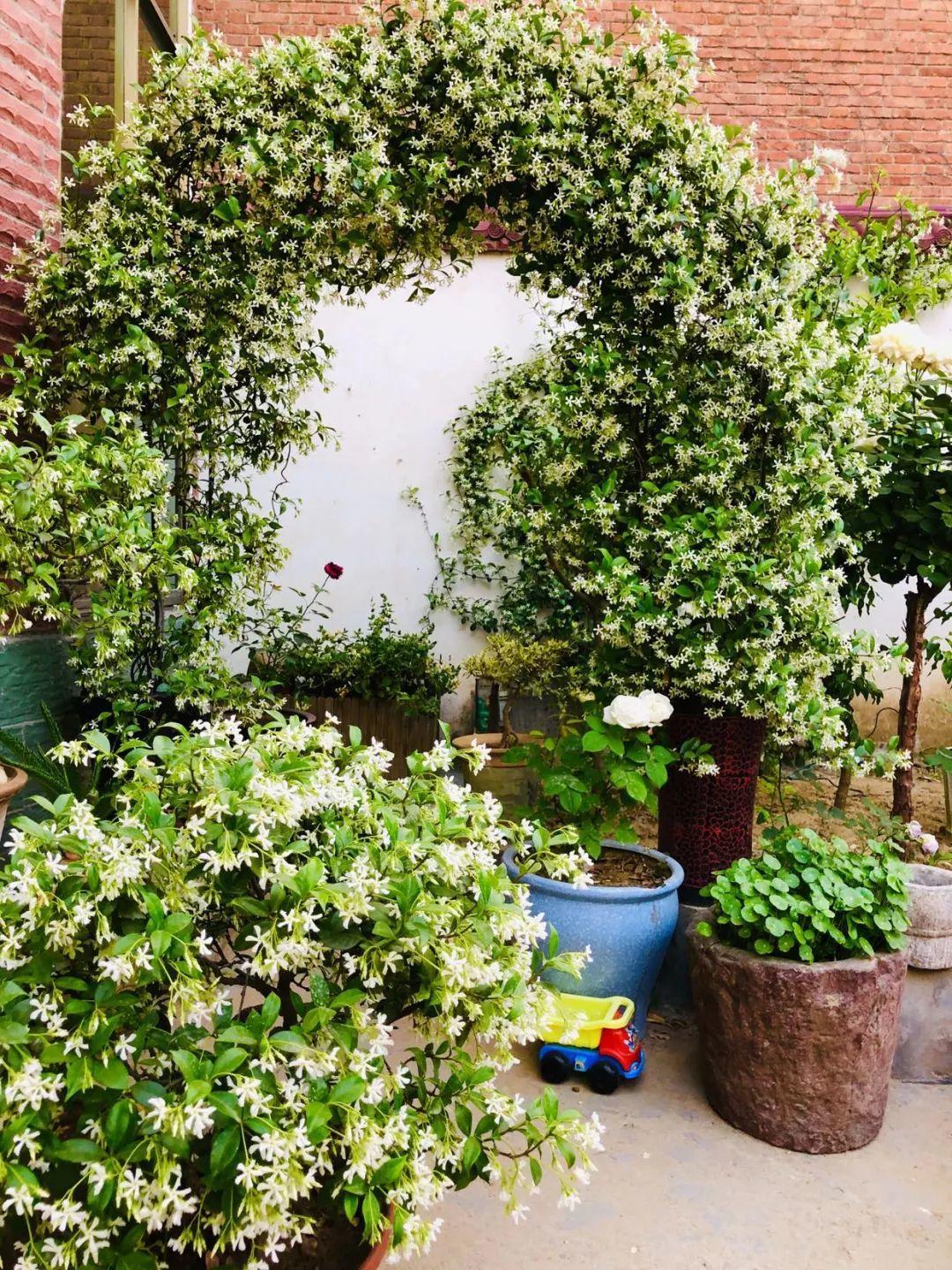 金银花 连理并蒂爬上架, -新语小院