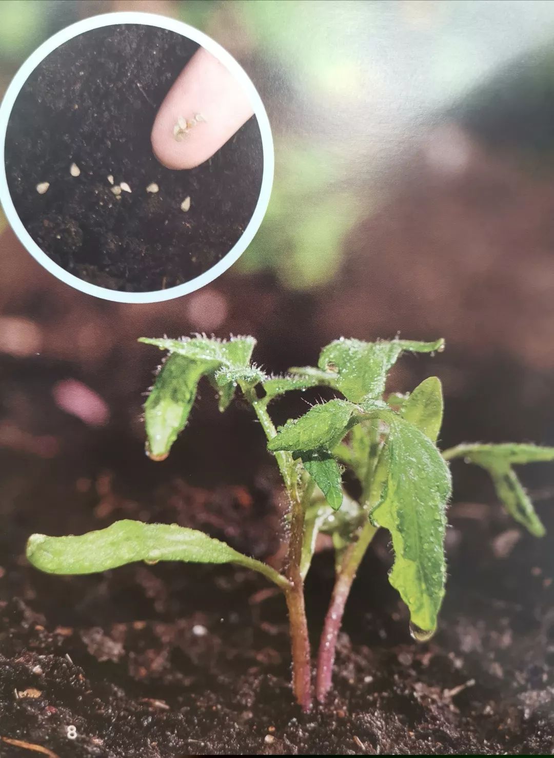 了一株植物经过精心的照料小小的番茄种子k2a番茄义卖活动——小番茄