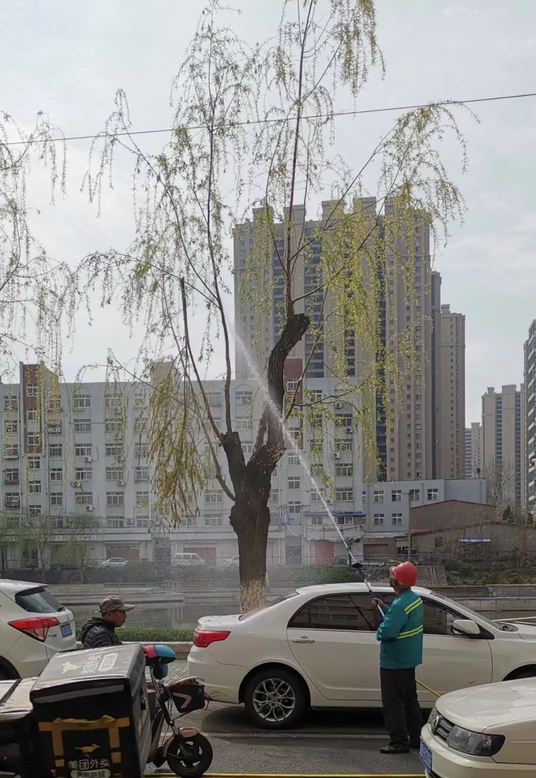 热点聚焦雪一直下李沧区园林部门治理杨柳飞絮有妙招