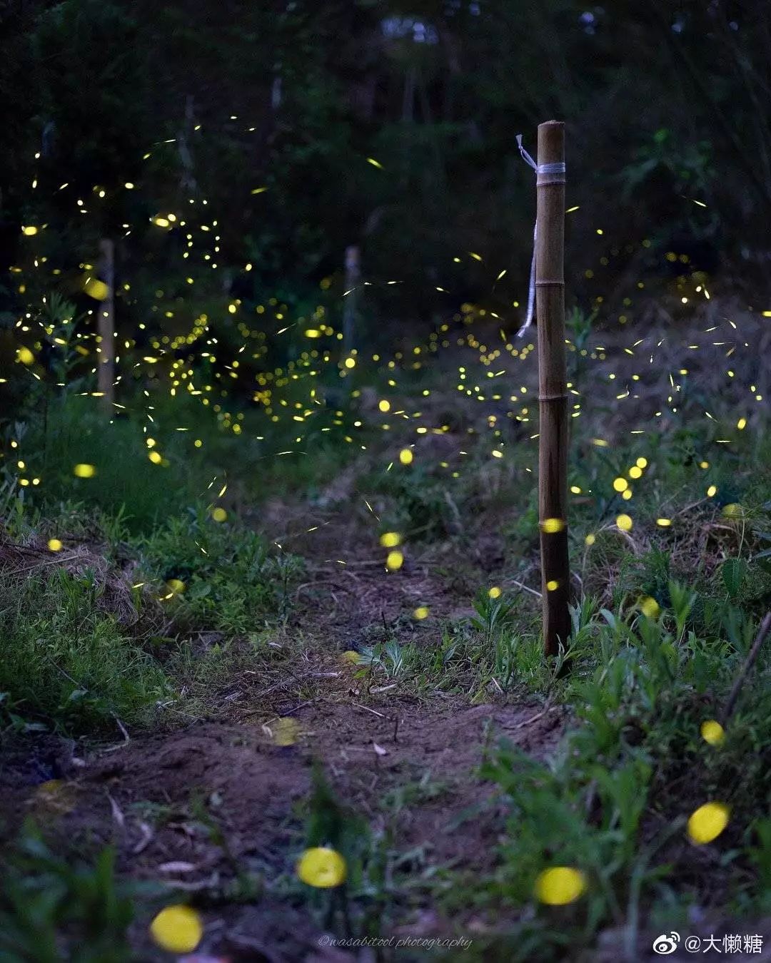 生态大咖齐聚2019第一届点亮乡村让萤火虫回家计划