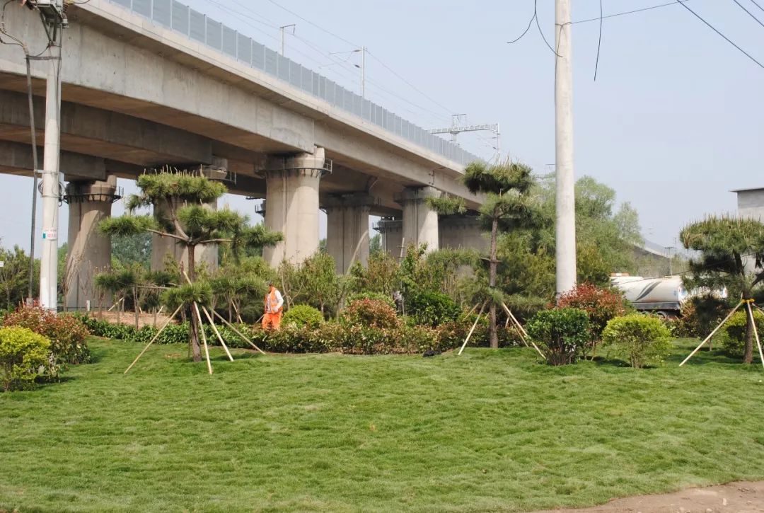 为高铁沿线添绿增色 荷花路街道完成高铁两侧绿化提升工程