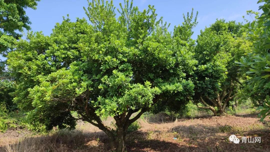 据说今年家乡杨梅产量不多实拍现时山上杨梅树