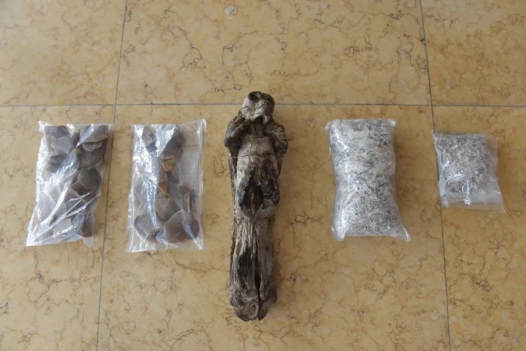 打私请放过森林黑色精灵内含视频