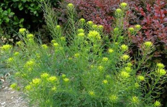 这野草长在麦田里人们看到就把它根除却不知道它有很好的作用