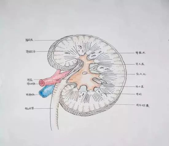 趣读被学医耽误的灵魂画手大学生手绘解剖图走红