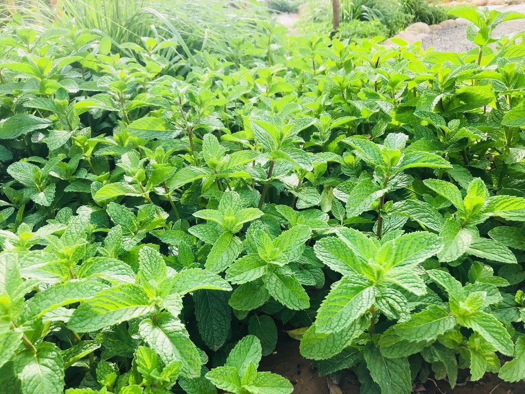 自然教育:零污染的空气清新剂_薄荷