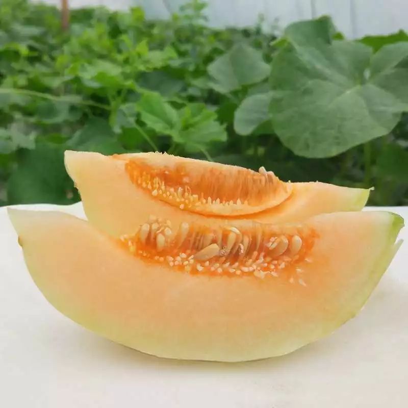 超值拼团甜蜜蜜入你心的东方蜜瓜拼团价5斤大果最低只需229元快叫上小