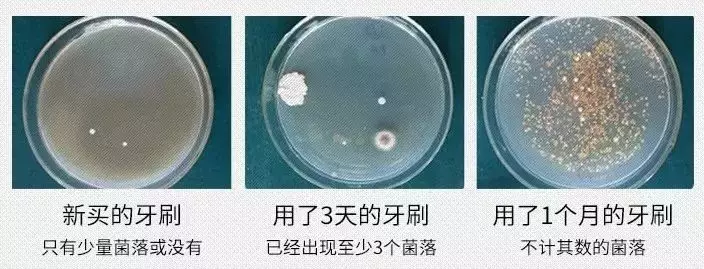 牙刷比马桶水还脏?_细菌