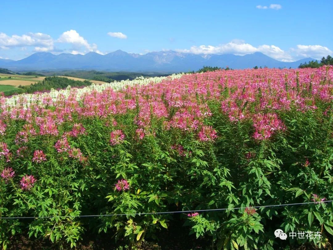 中世花卉好物精选丨醉蝶花夏季花海的绝佳选择