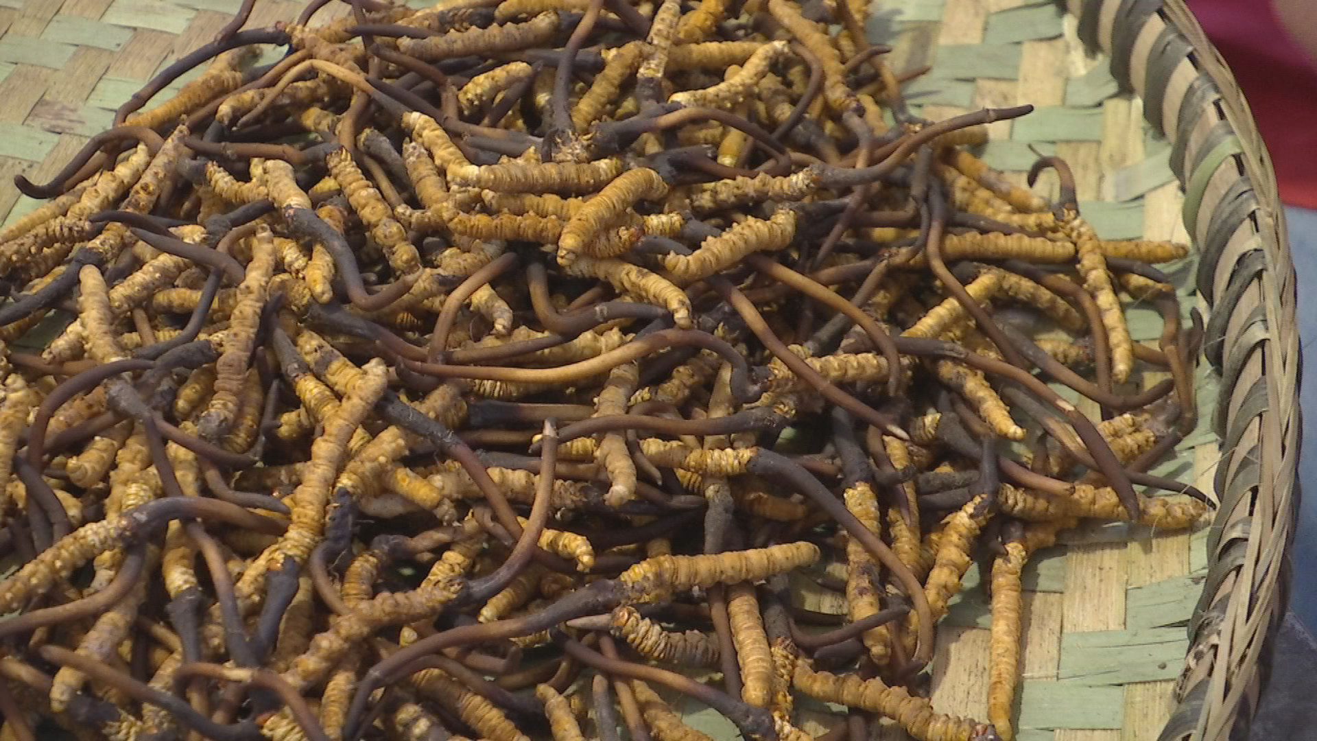 原创四川松潘县虫草市场购销两旺