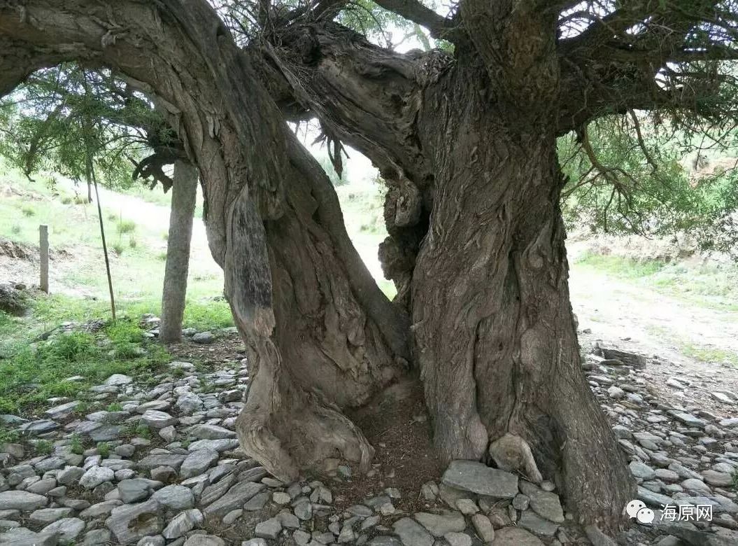 海原震柳——地震可以摧毁一座山却不能折断一株树!