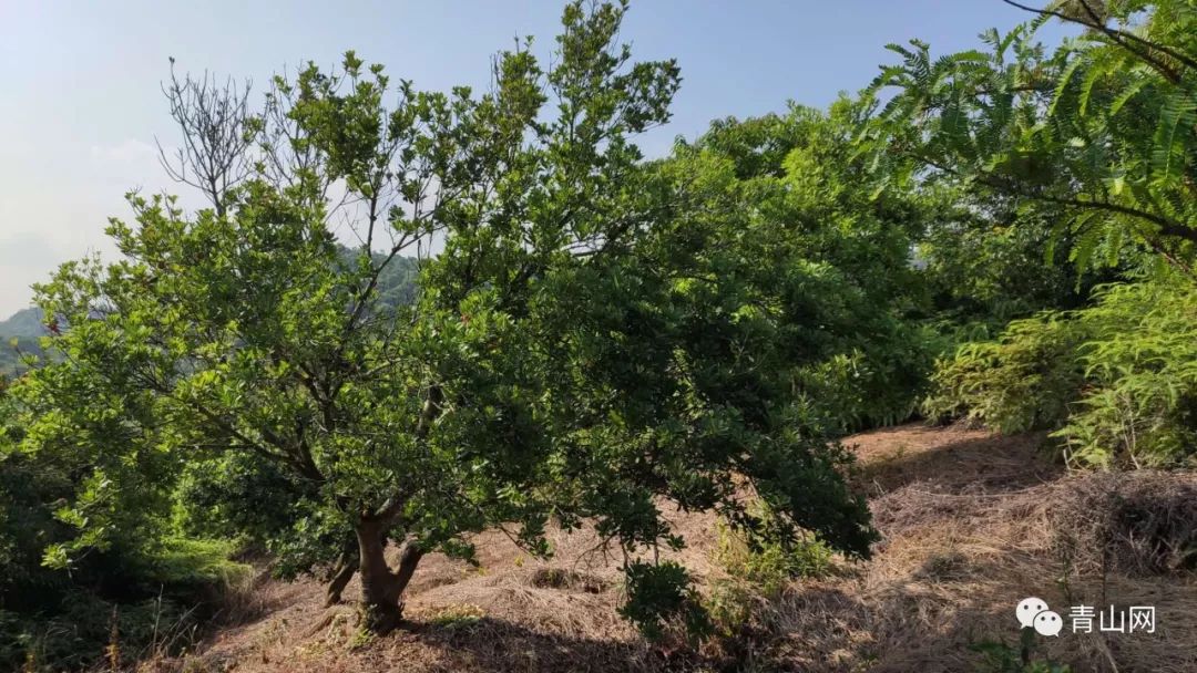 实拍现时家乡山上杨梅产量情况图片拍摄时间:2019年5月16日青山村山林