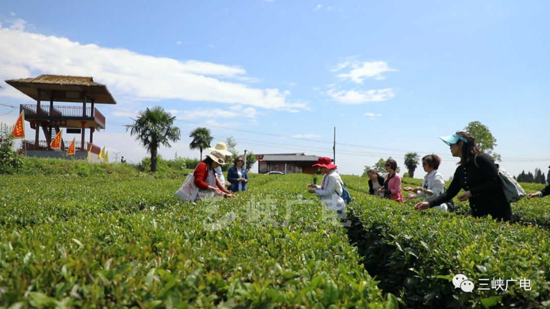 "特色乡村游"的全新景点已然成为点军区土城乡花栗树村千亩柑橘千亩