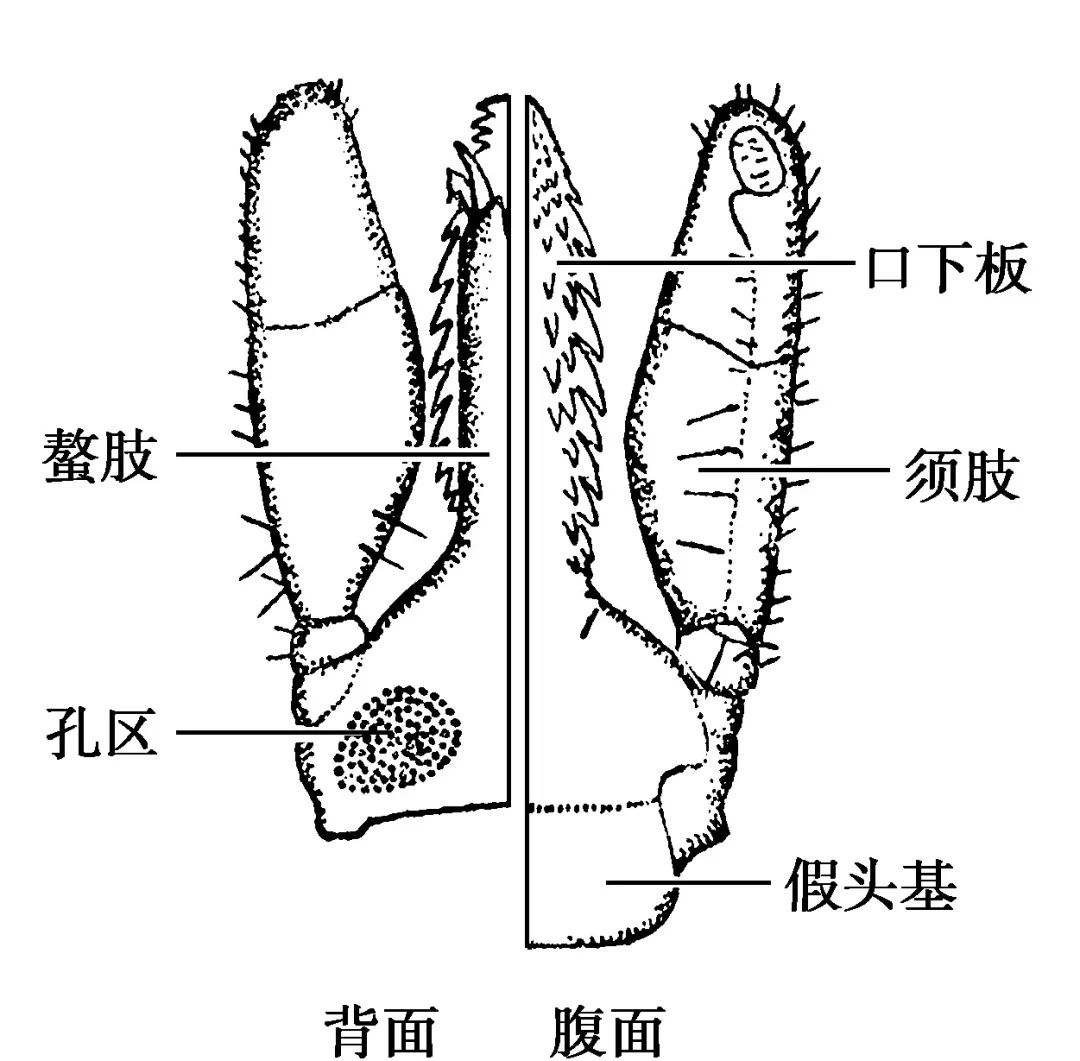 硬蜱虫结构示意图图片