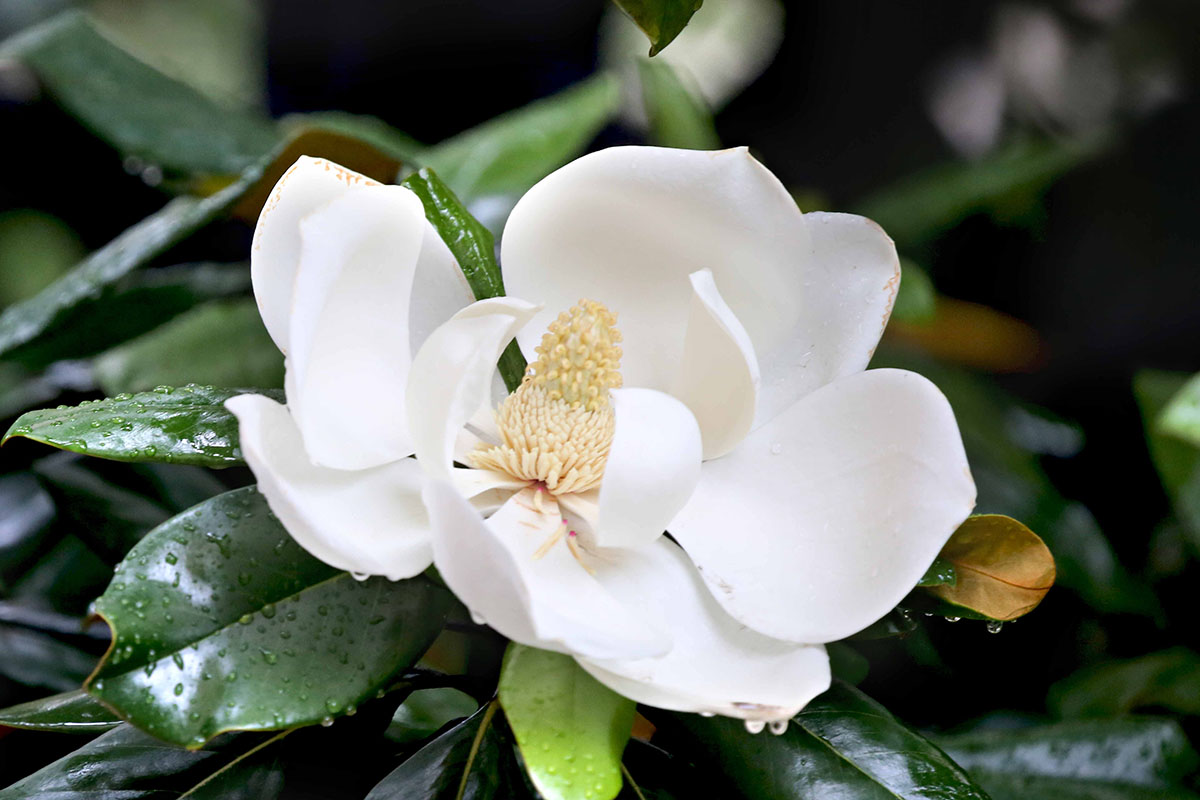 初夏婉约在高高树冠中的洁白花朵荷花玉兰