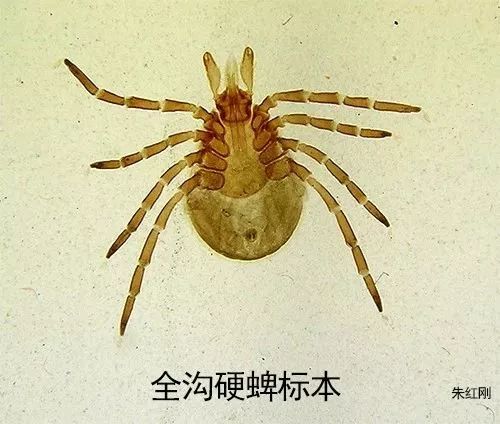 影视资料近距离观看蜱虫精妙的吸血结构