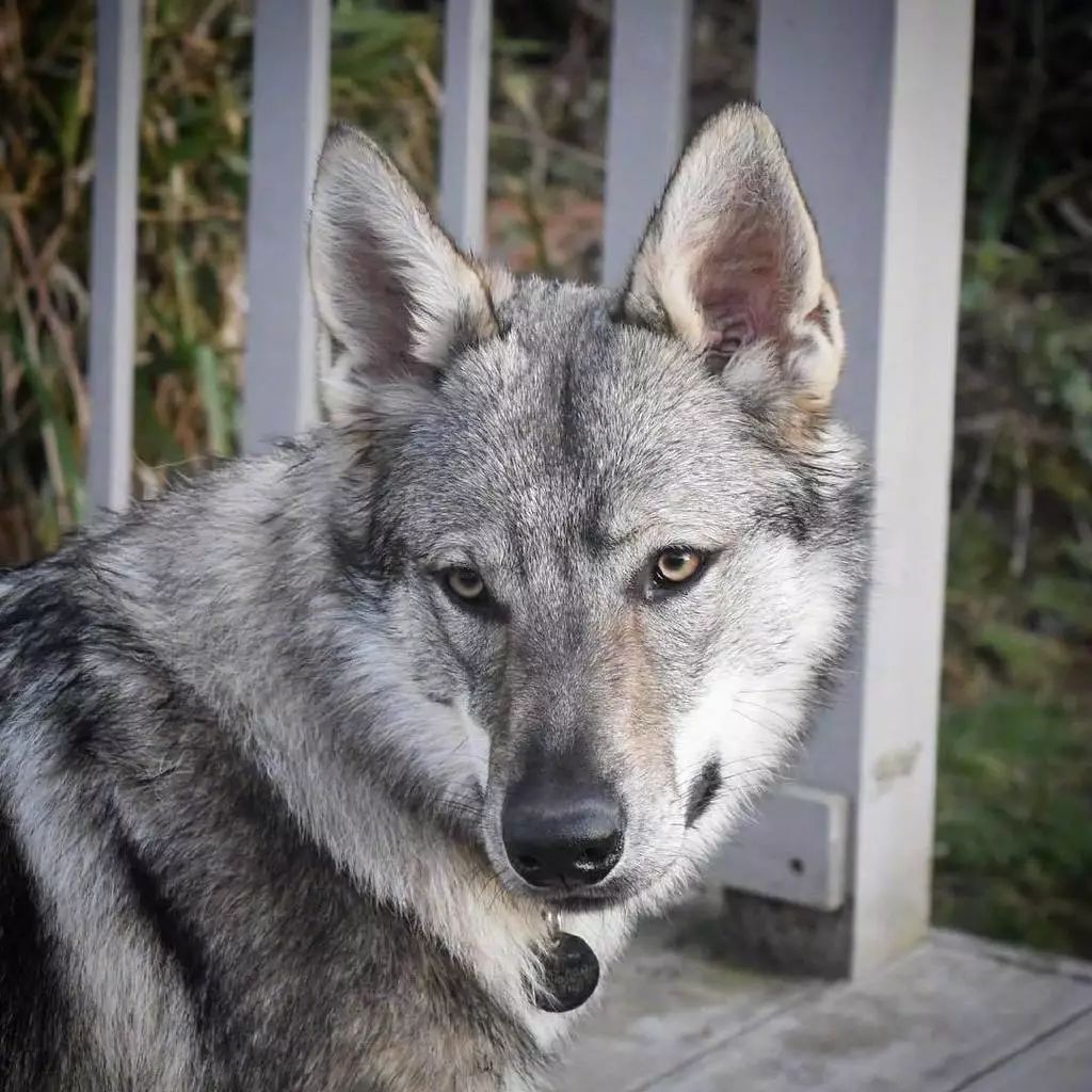 异瞳捷克狼犬图片图片