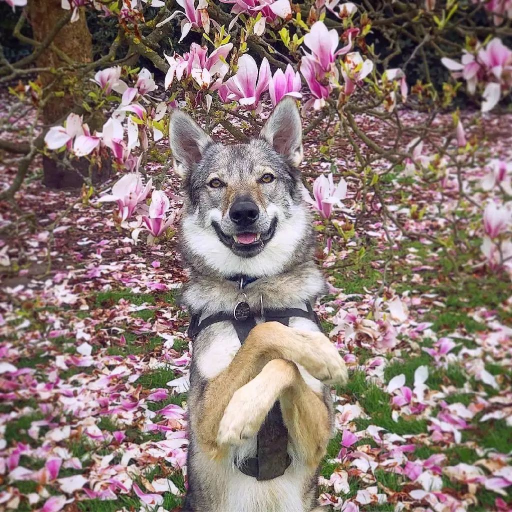 網友家的捷克狼犬外表酷似狼其實內心是個粘人的小姑娘