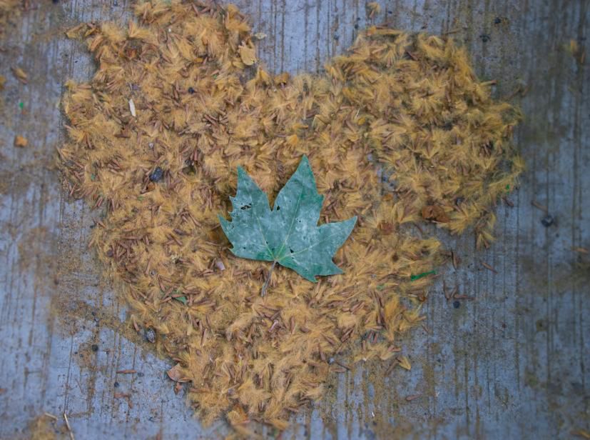 今天你被南京的飞絮呛到了吗