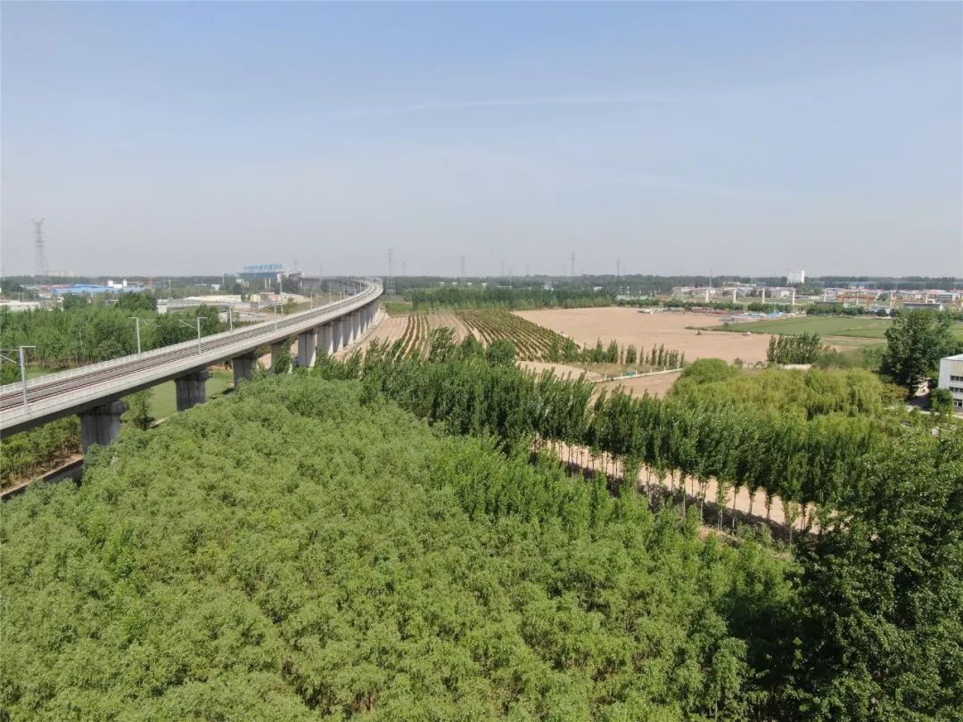 为高铁沿线添绿增色 荷花路街道完成高铁两侧绿化提升工程