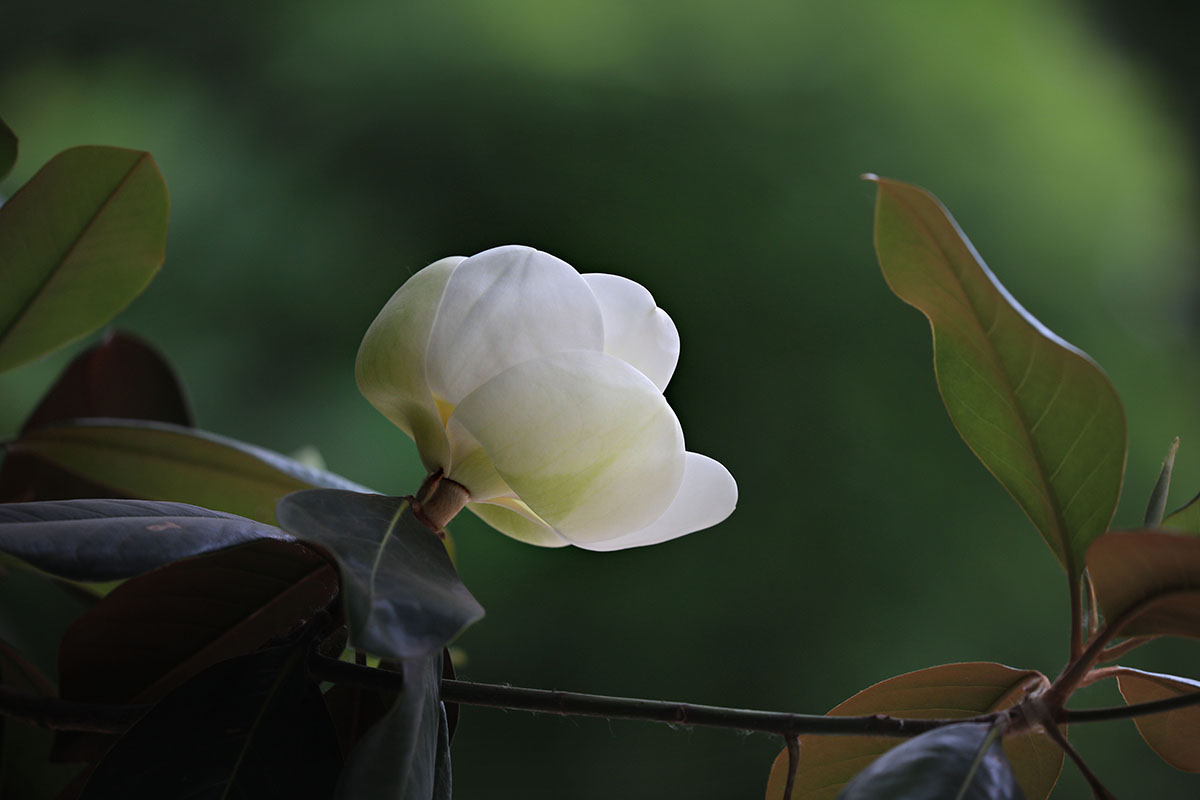 初夏婉约在高高树冠中的洁白花朵荷花玉兰
