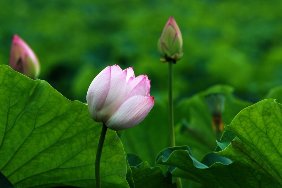 摄影技巧|夏日荷花实拍技法,拍出不一样的荷花照!