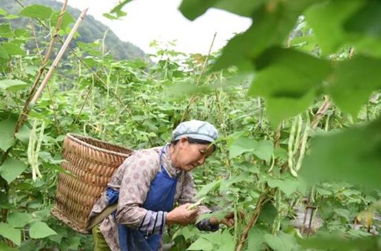 罗甸县边阳镇者任坝区156亩四季豆抢鲜上市预计产值可达864万元户均