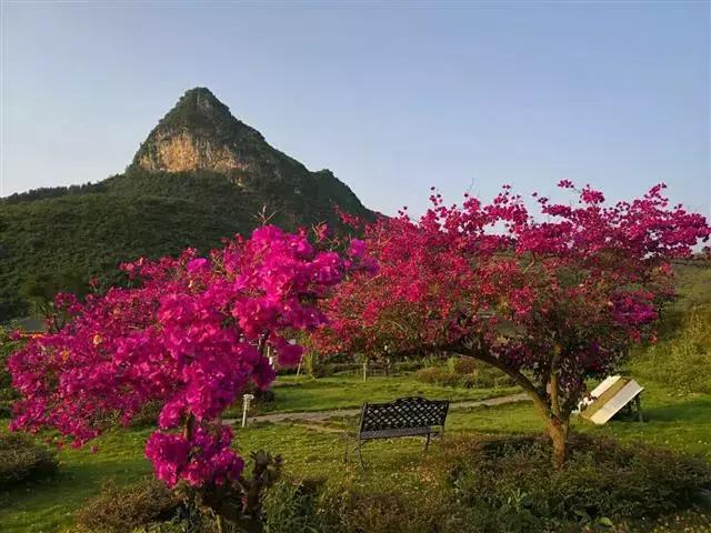 520来桂林花海,在浪漫花境中秀"花式"恩爱!