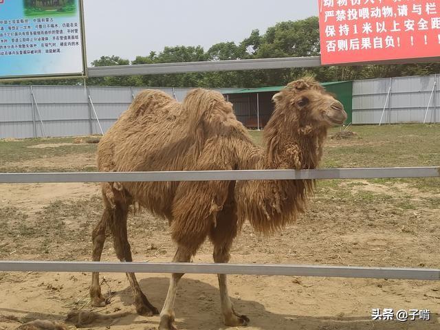 摩天轮,动物园,还有可以绕公园一周的小火车,让人不由怀念儿时的无忧.