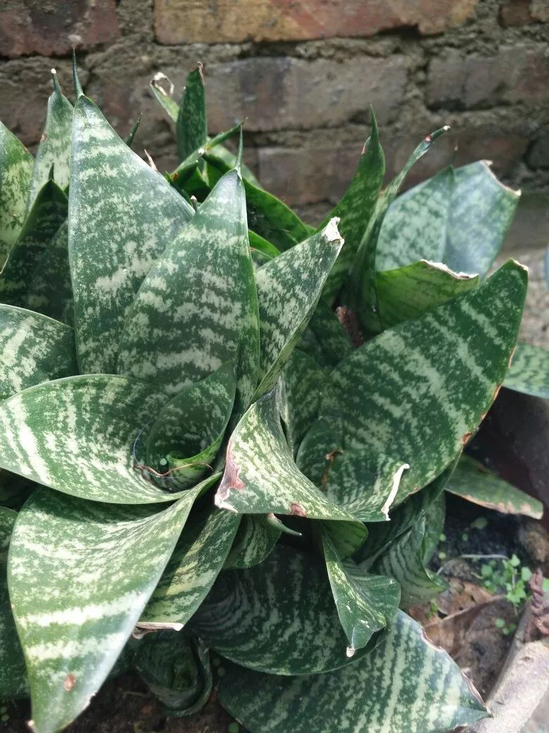 每日一花夏日清凉花卉小虎尾兰叶片短而宽