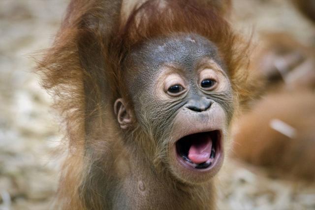 在动物界,尖叫常常被用作惊吓猎食者,用声音做武器,达到震慑的效果