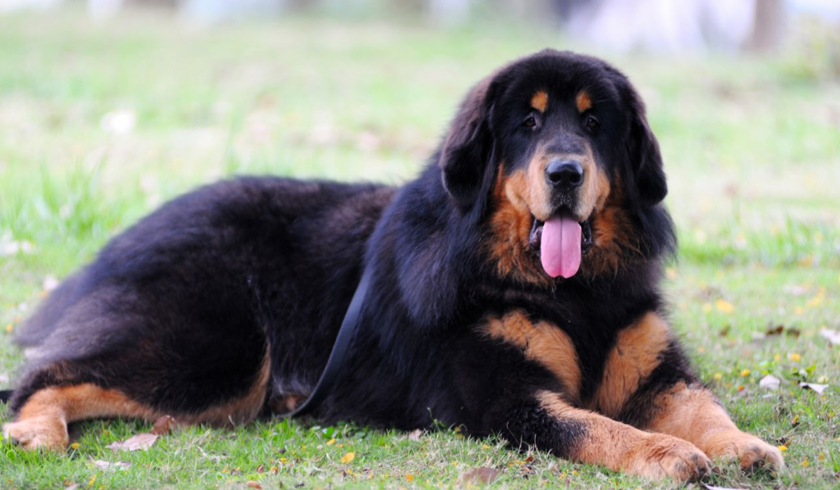 纯种藏獒斗得过猛兽吗?