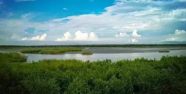 茂名这个地方居然藏着国家生态湿地公园
