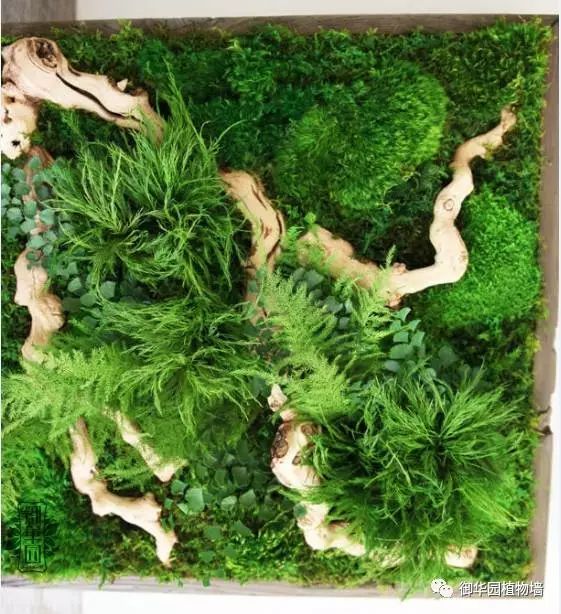 苔藓植物墙,一种永不凋零的美丽!