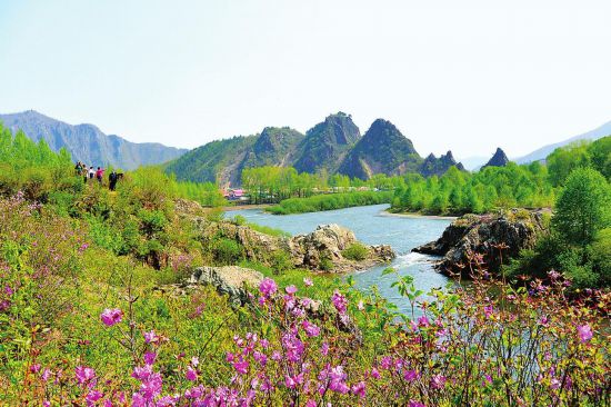 吉林省长白县金达莱竞相绽放