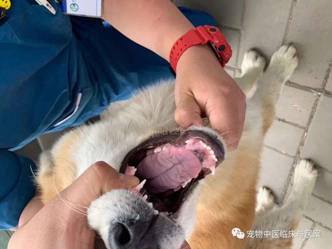 一例中西結合治療犬細小病毒動血證