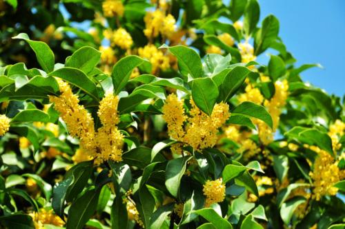 原創種植桂花栽植幾年開花什麼品種的桂花開花次數多呢