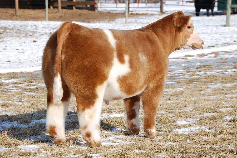 尖峰视界64出品,【燃烧的雄鹿】印花tee,点击图片了解更多.