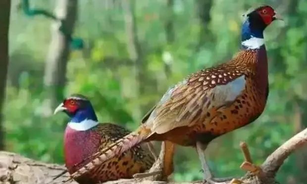 铜仁七彩野鸡蛋吃它的每一口都幸福感爆棚