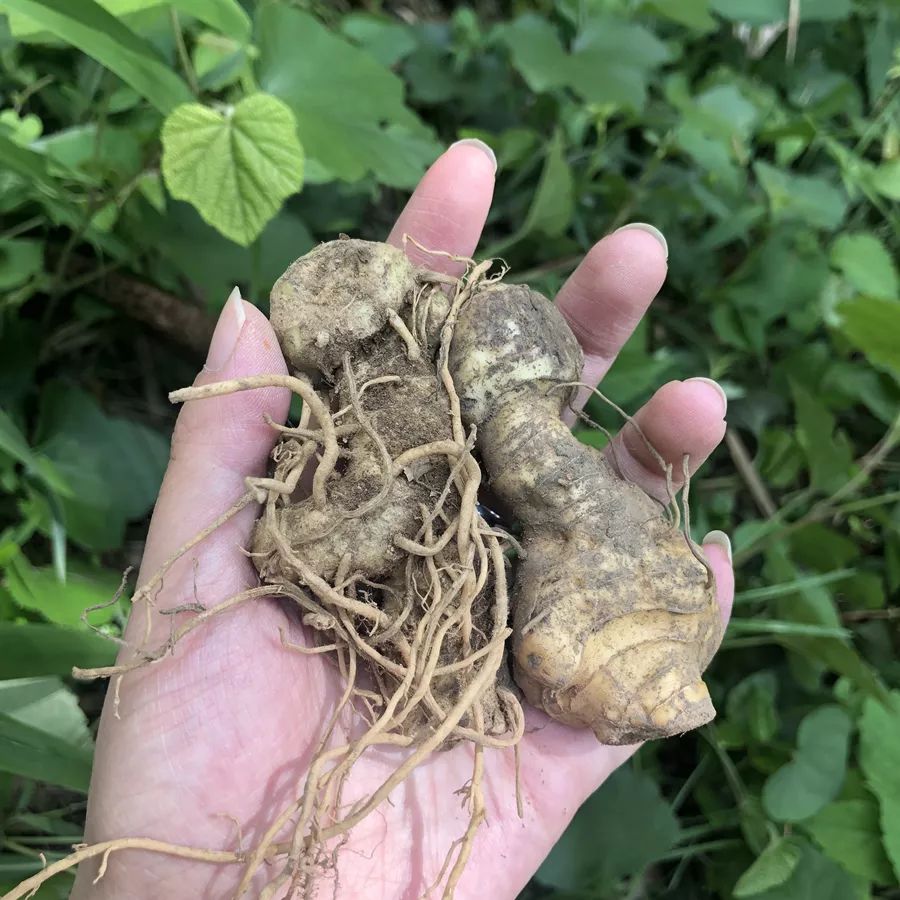 【林下经济】百丈镇初夏时节黄精种植忙