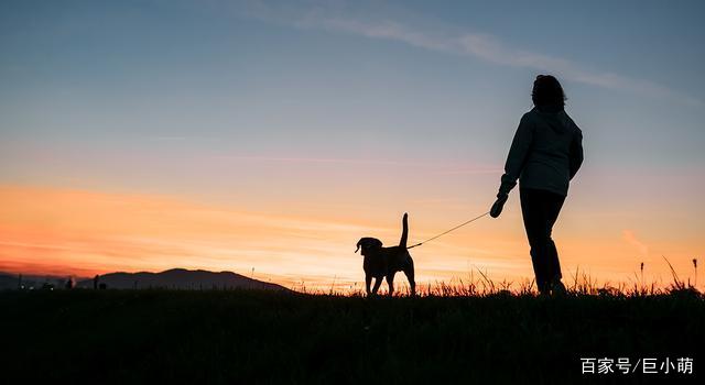 晚上遛狗有什么问题?如果想要在夜晚遛狗,我们该做到这些事项